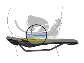 Position eines männlichen Beckens im Querschnitt mit Darstellung der Nervenbahnen, Knochen und Weichteile, die die Entlastung eines Ergon-Sattels verdeutlicht