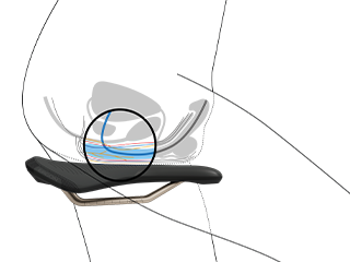 Cross-section of male lower body on saddle