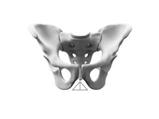 Front view, male pelvis with illustration of the pubic symphysis