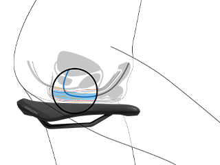 Cross section of male lower body on saddle