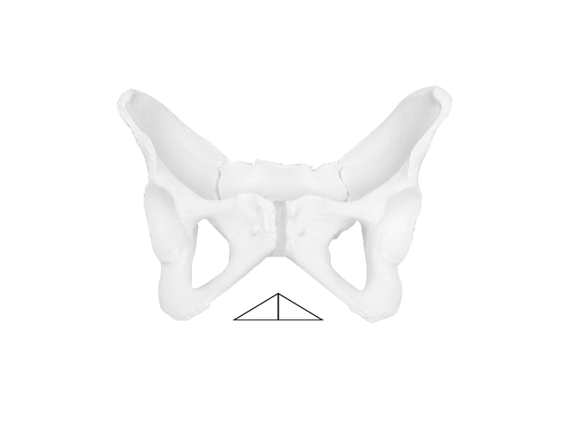 Abbildung eines weiblichen Beckens