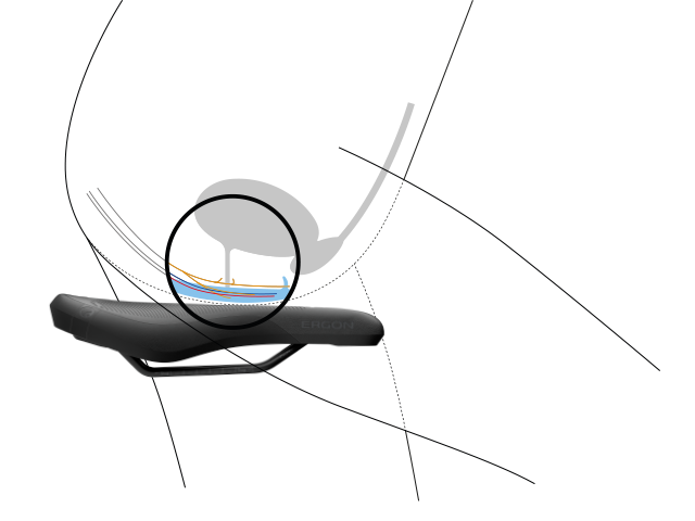 Abbildung des Nervensystems im weiblichen Sitzbereich