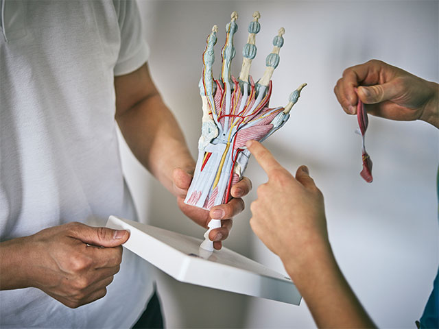 Two people examining an anatomical model of a hand showing muscles, tendons, and bones. The model is used to explain hand ergonomics.