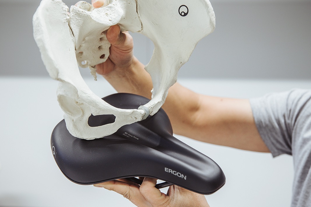 A model of a pelvis is used to illustrate how pressure distribution works with Ergon saddles.