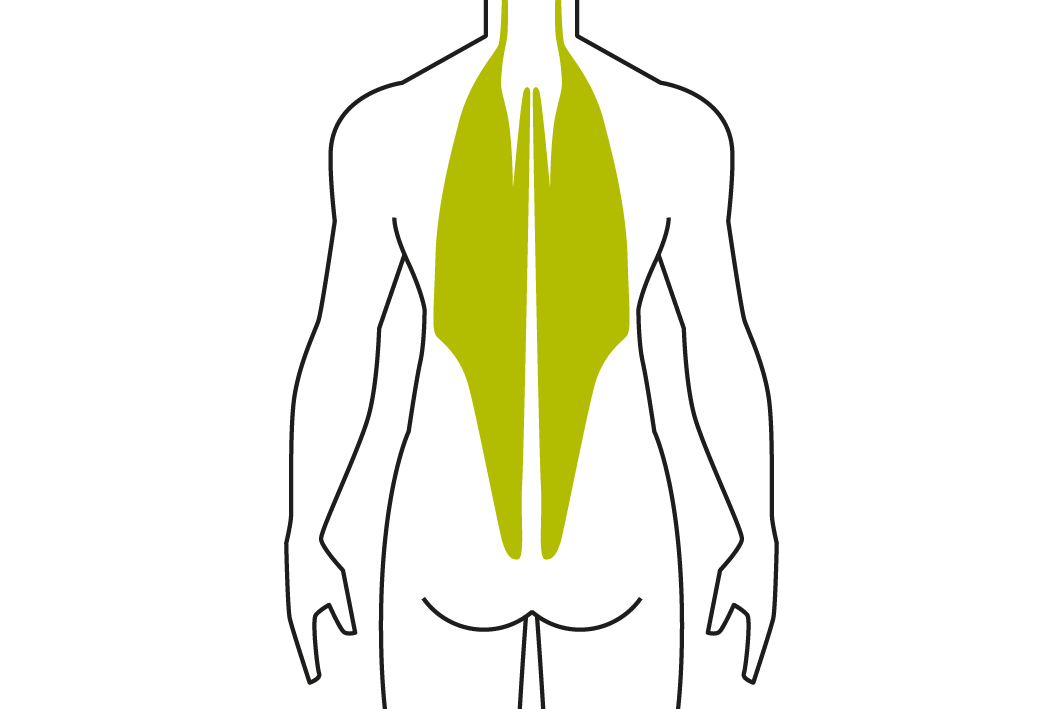 Gezeichnete Silhouette eines Mannes mit grün markierten Rückenmuskeln