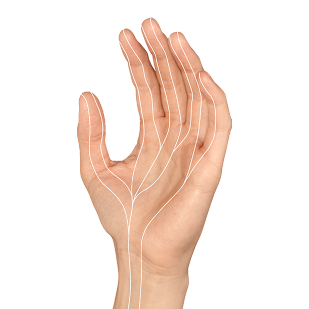 Hand mit Animation, wo die Nerven durch das Handgelenk laufen.