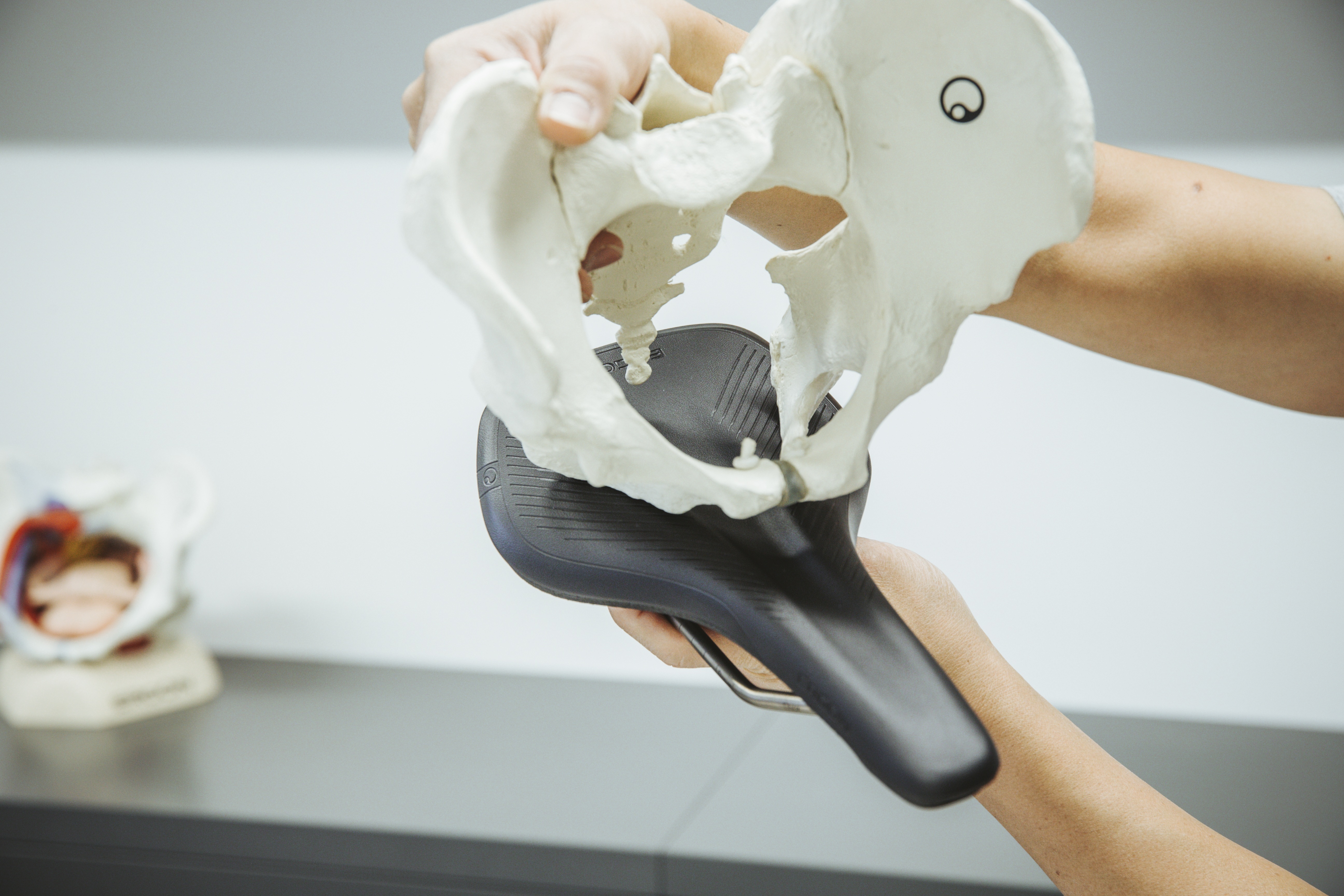 Beckenmodell über Ergon-Sattel.