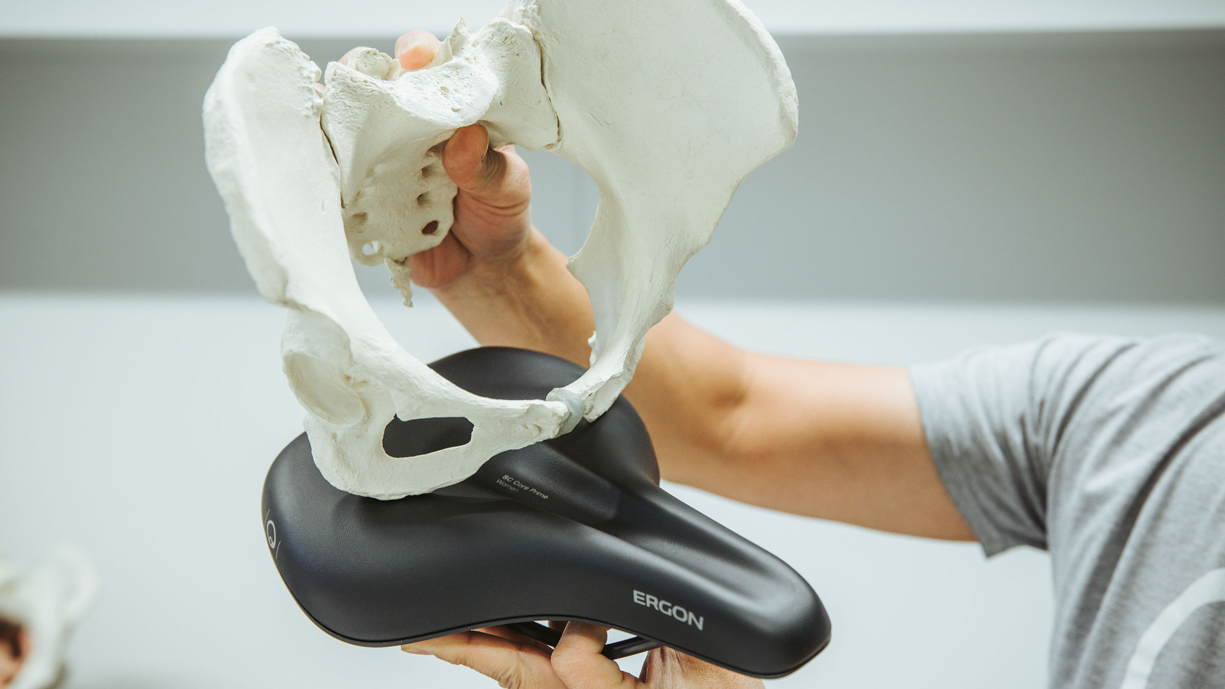 Ein Modell eines Beckens wird auf einem Sattel positioniert.