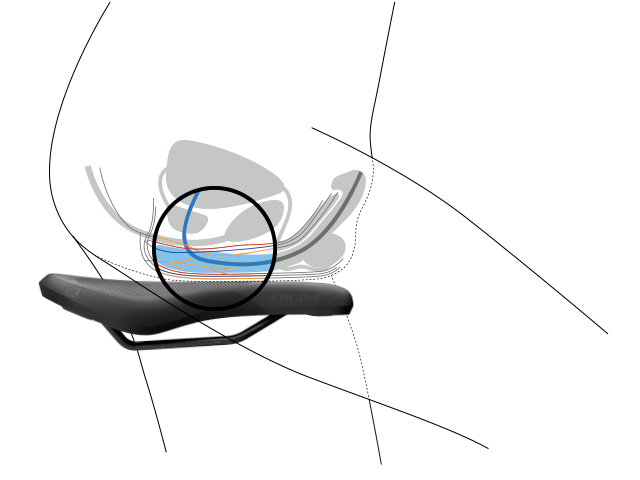 Abbildung des Nervensystems im männlichen Sitzbereich