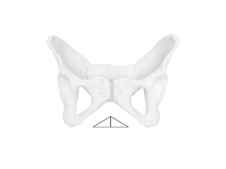 ergonomie_sitzen_women_beckenwinkel-md Illustration of a female pelvis.