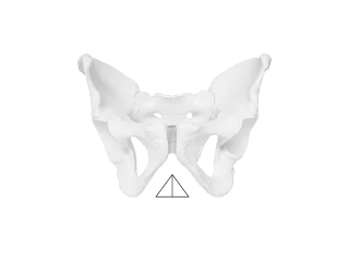 ergonomie_sitzen_mann_beckenwinkel-md Illustration of a male pelvis